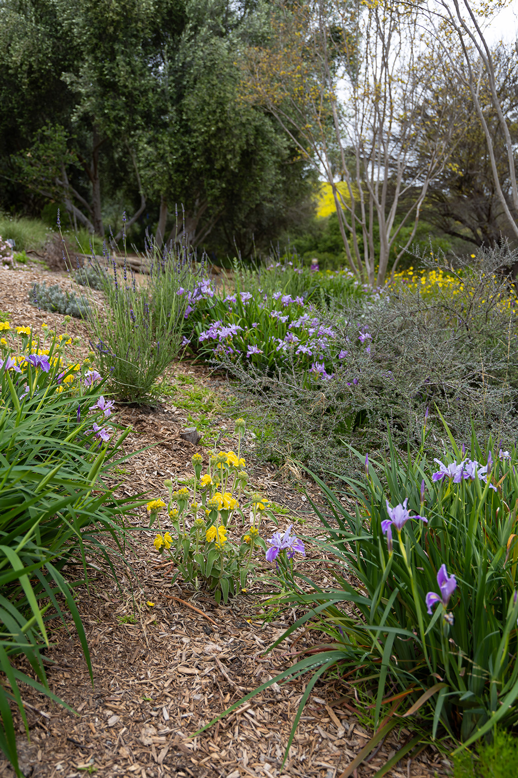 Niguel Botanical Preserve (Photo by Julie Nguyen)