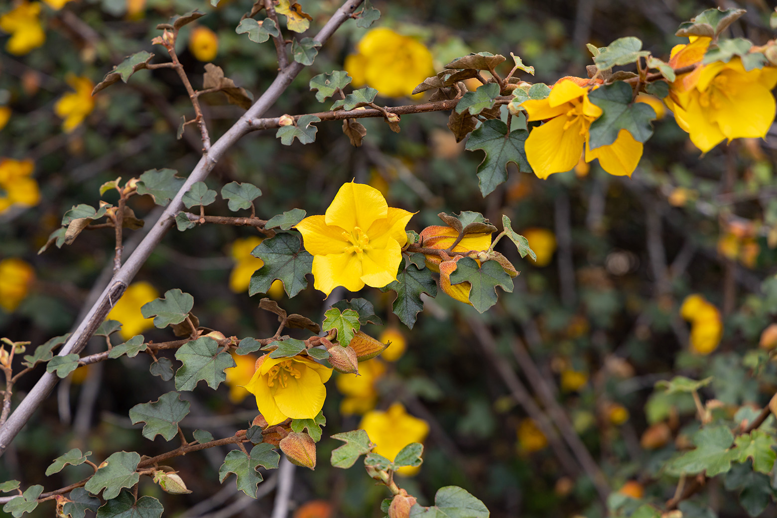 Niguel Botanical Preserve (Photo by Julie Nguyen)