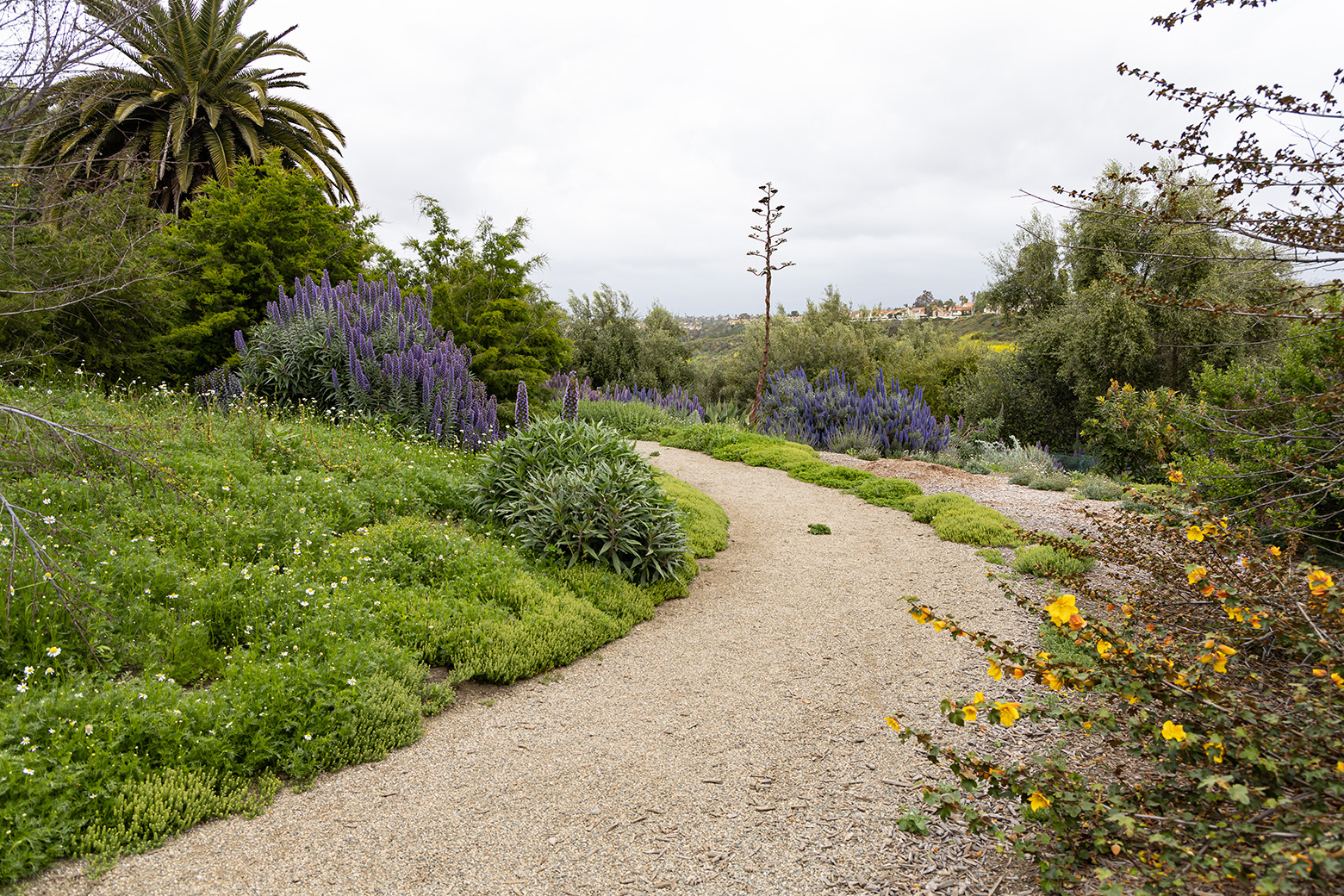 Niguel Botanical Preserve (Photo by Julie Nguyen)