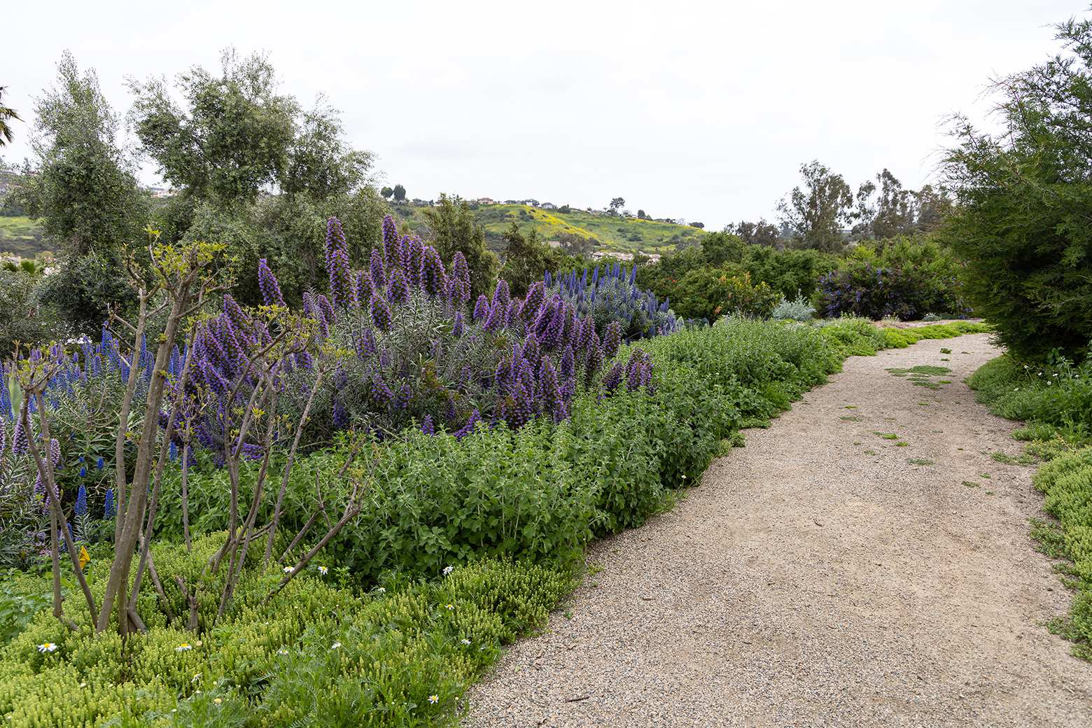 Niguel Botanical Preserve (Photo by Julie Nguyen)