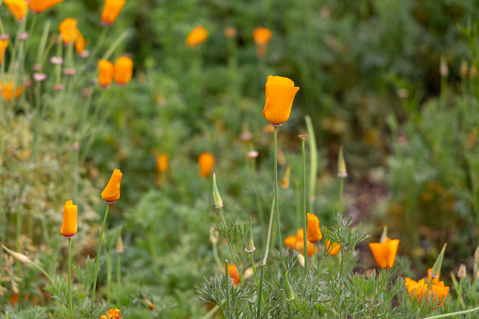 Niguel Botanical Preserve (Photo by Julie Nguyen)