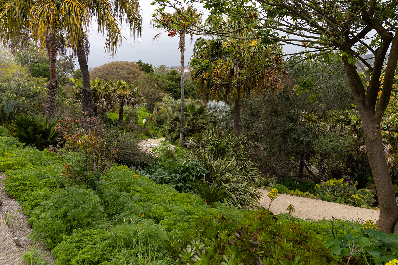 Niguel Botanical Preserve (Photo by Julie Nguyen)