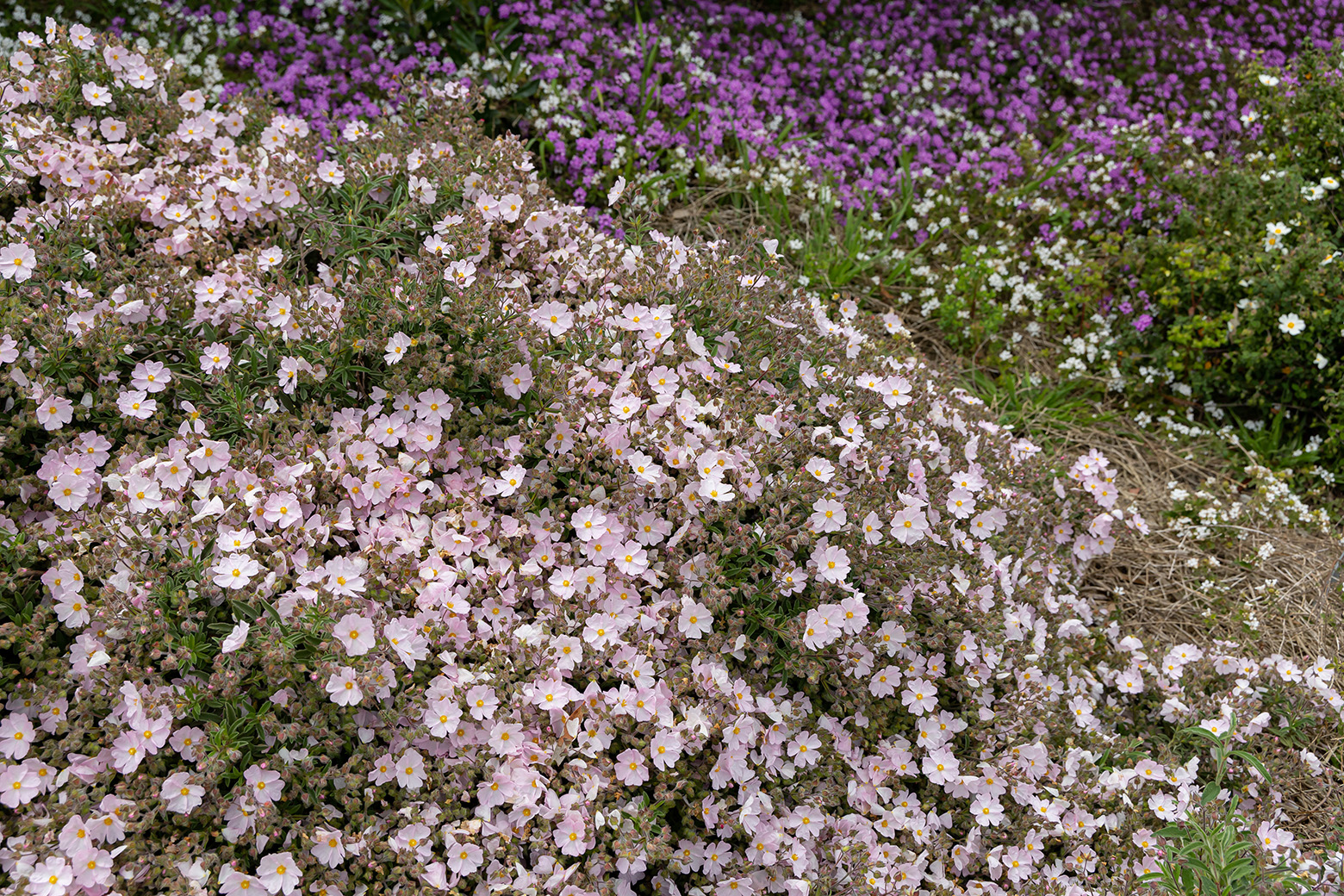 Niguel Botanical Preserve (Photo by Julie Nguyen)