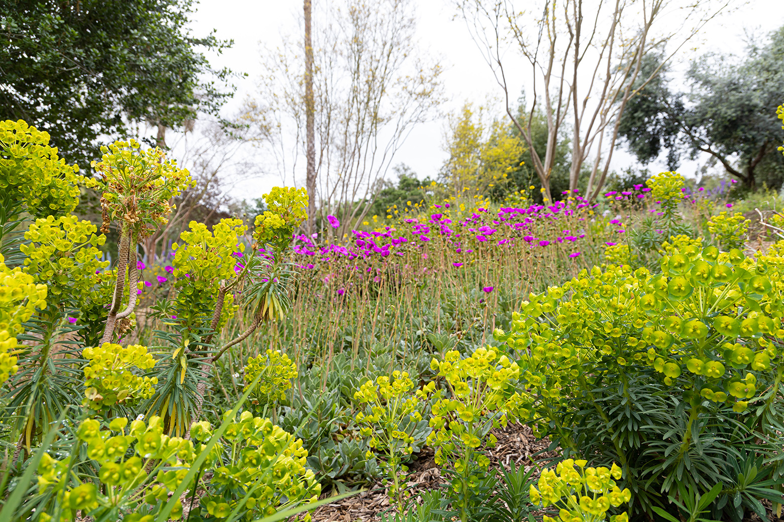 Niguel Botanical Preserve (Photo by Julie Nguyen)