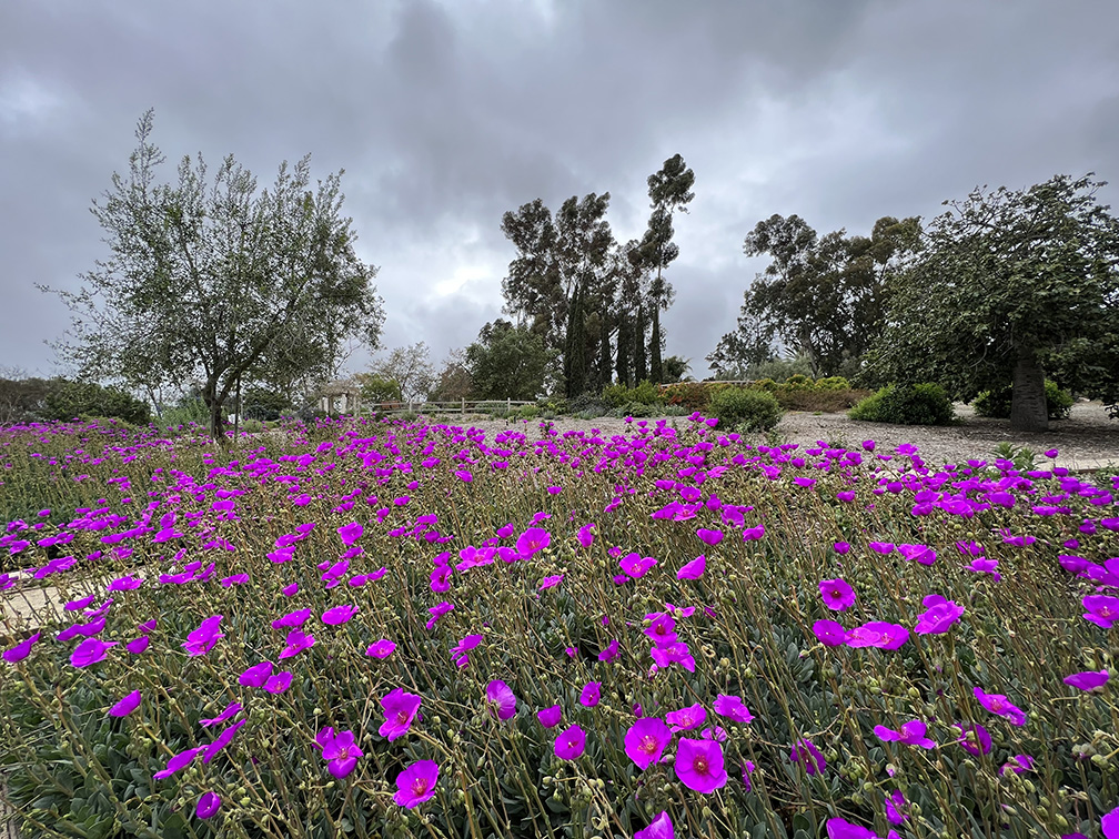 Niguel Botanical Preserve (Photo by Julie Nguyen)