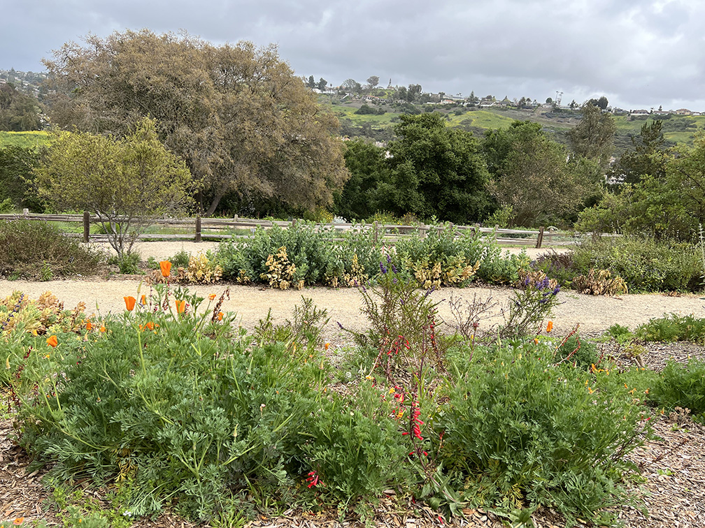 Niguel Botanical Preserve (Photo by Julie Nguyen)