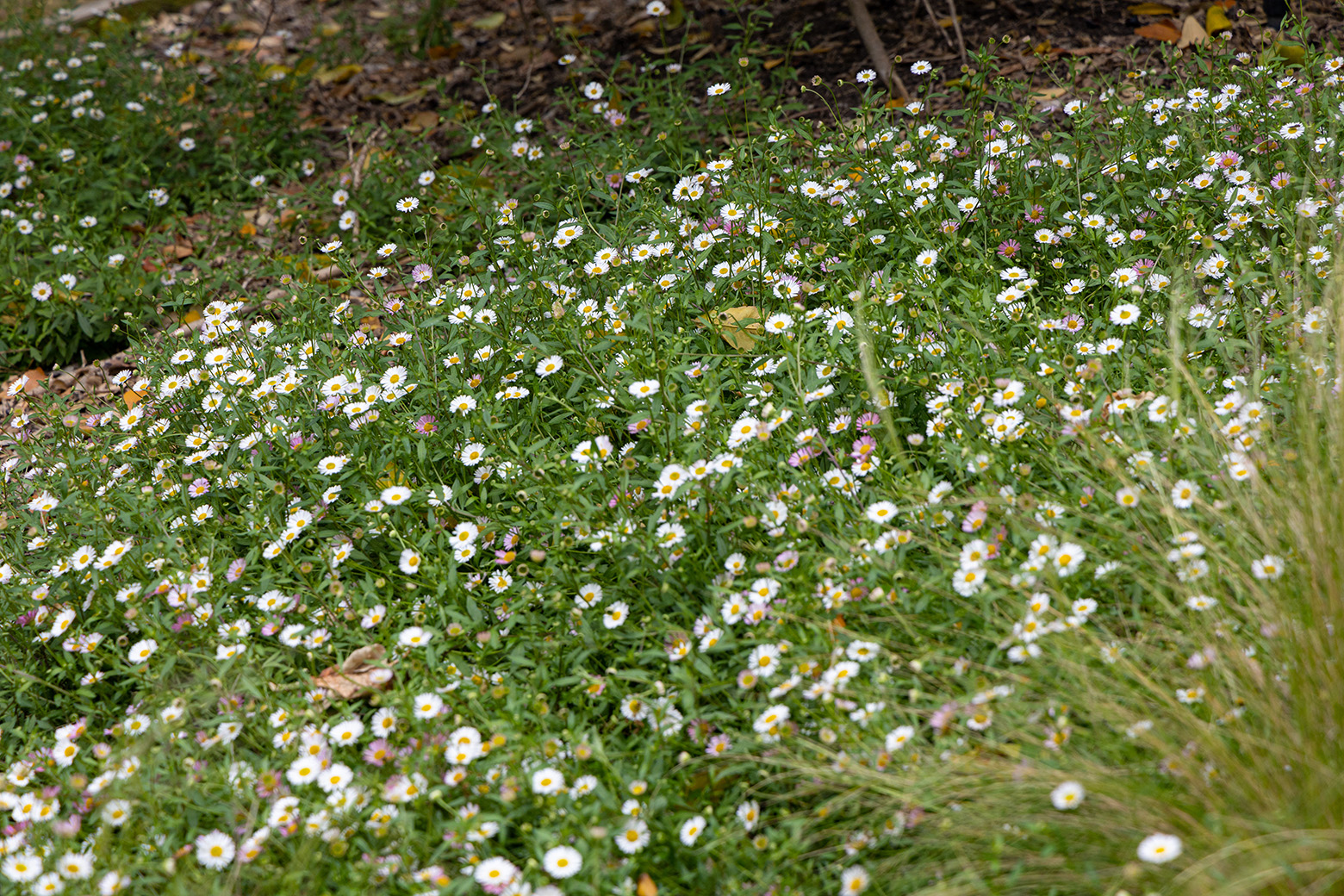 Niguel Botanical Preserve (Photo by Julie Nguyen)