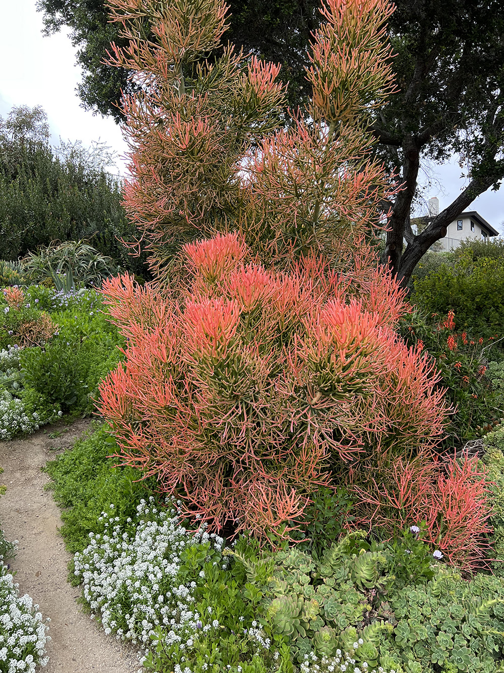 Niguel Botanical Preserve (Photo by Julie Nguyen)