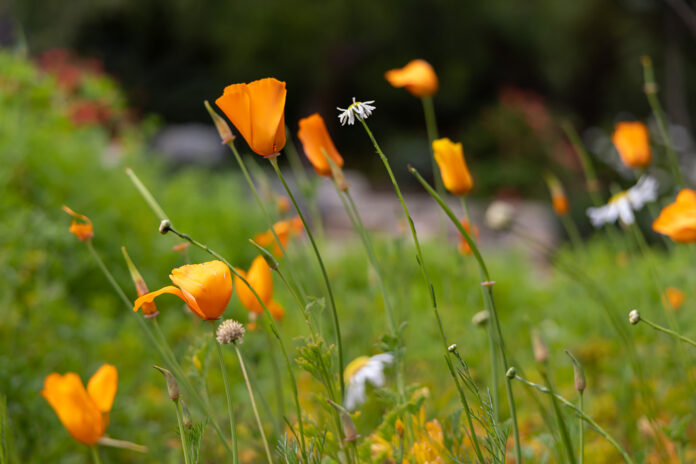 Niguel Botanical Preserve (Photo by Julie Nguyen)