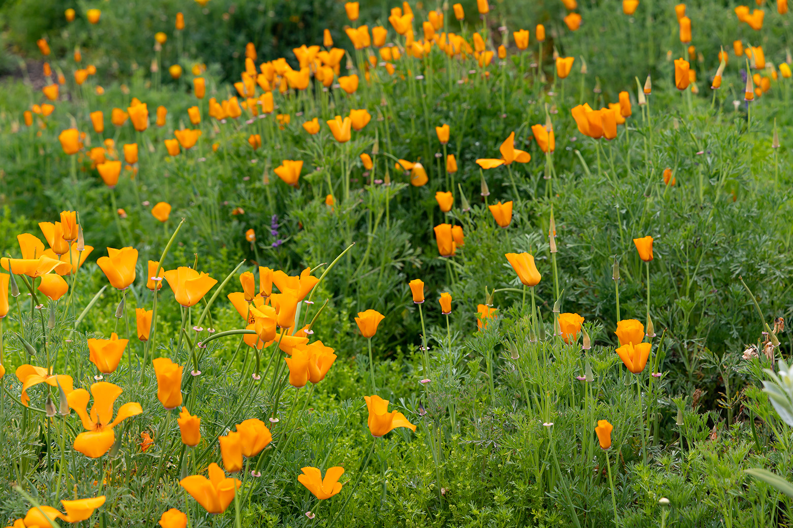 Poppies at Niguel Botanical Preserve (Photo by Julie Nguyen)