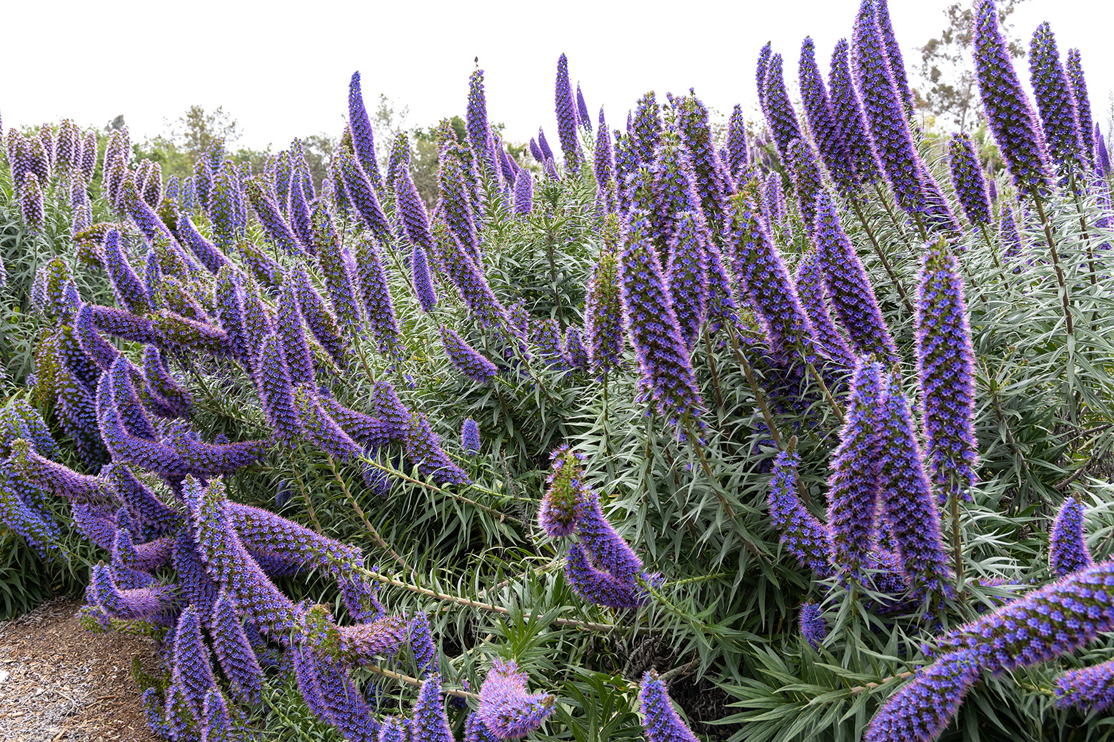 Niguel Botanical Preserve (Photo by Julie Nguyen)