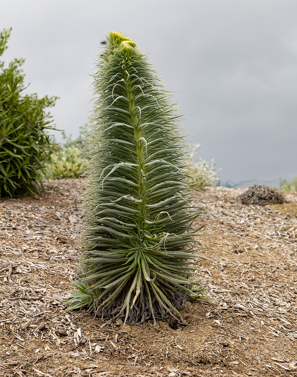 Niguel Botanical Preserve (Photo by Julie Nguyen)