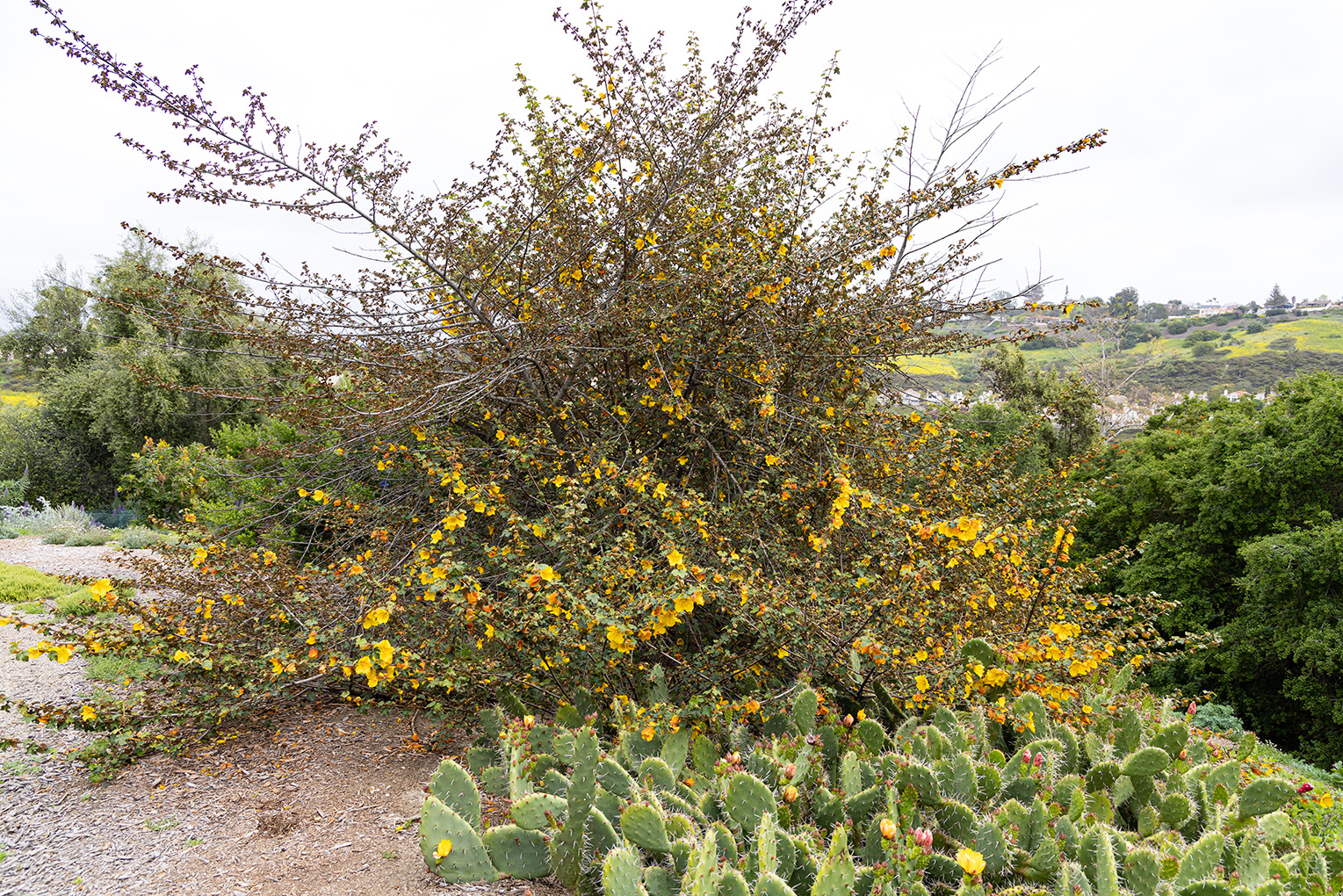 Niguel Botanical Preserve (Photo by Julie Nguyen)