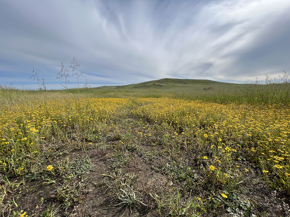 Quail Hill Trail in Irvine, California (Photo by Julie Nguyen)