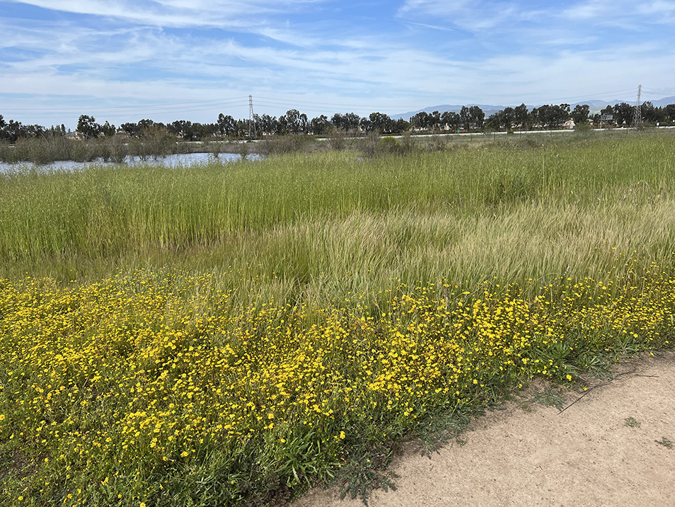 Quail Hill Trail in Irvine, California (Photo by Julie Nguyen)