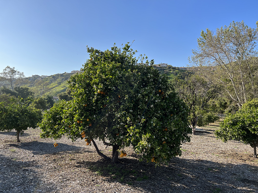 Santiago Oaks Regional Park in Orange, California (Photo by Julie Nguyen)