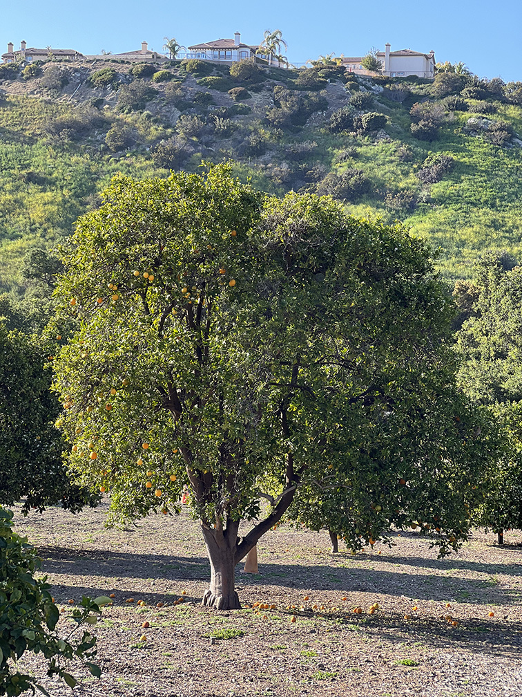 Santiago Oaks Regional Park in Orange, California (Photo by Julie Nguyen)