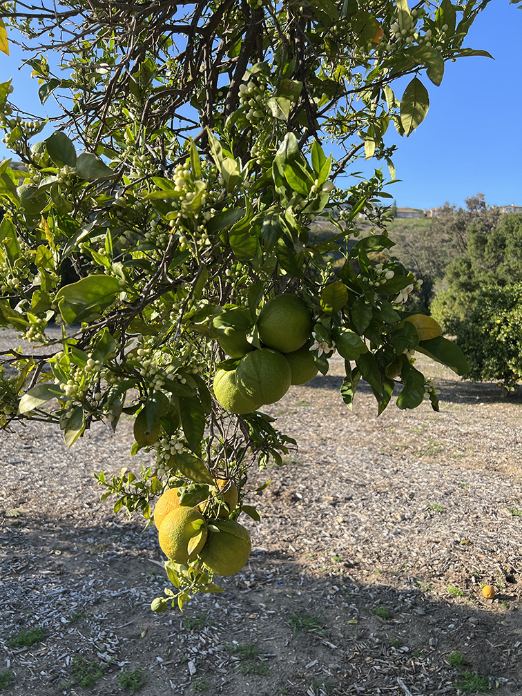 Santiago Oaks Regional Park in Orange, California (Photo by Julie Nguyen)