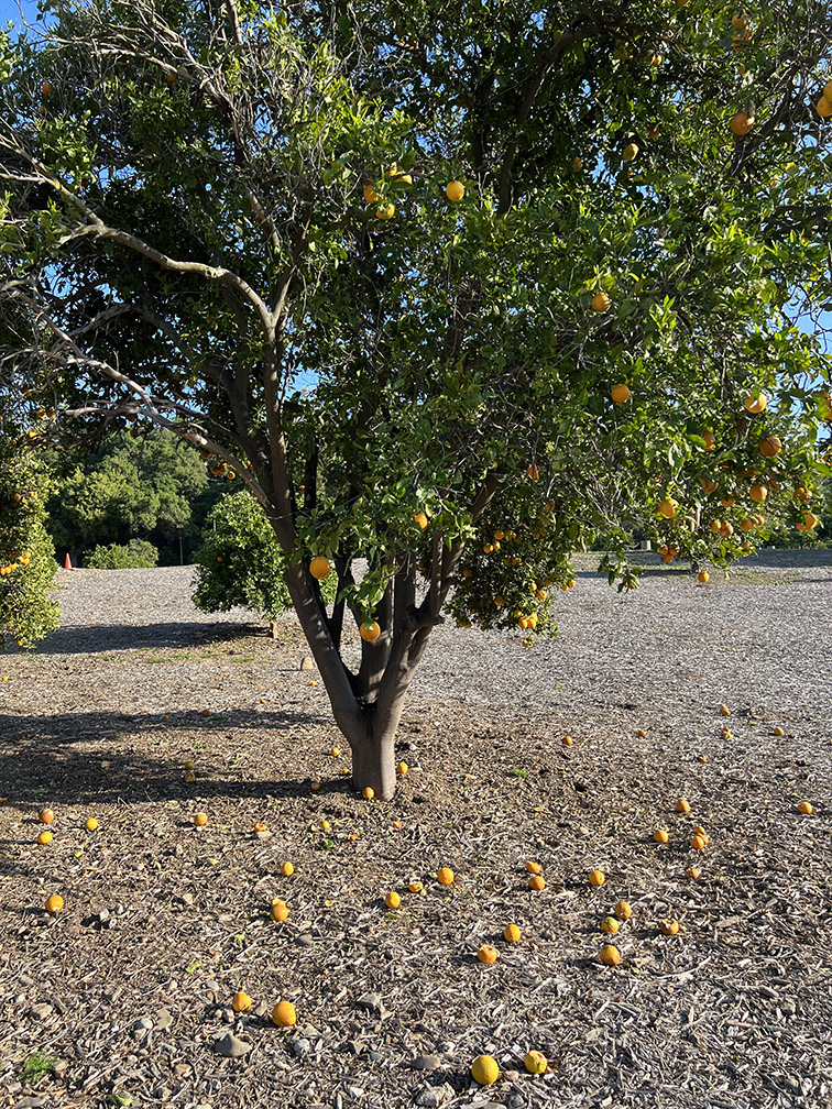 Santiago Oaks Regional Park in Orange, California (Photo by Julie Nguyen)