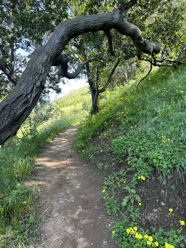 Santiago Oaks Regional Park in Orange, California (Photo by Julie Nguyen)