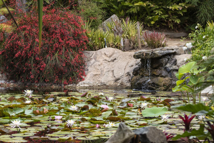 Bamboo Pond at San Diego Botanic Garden