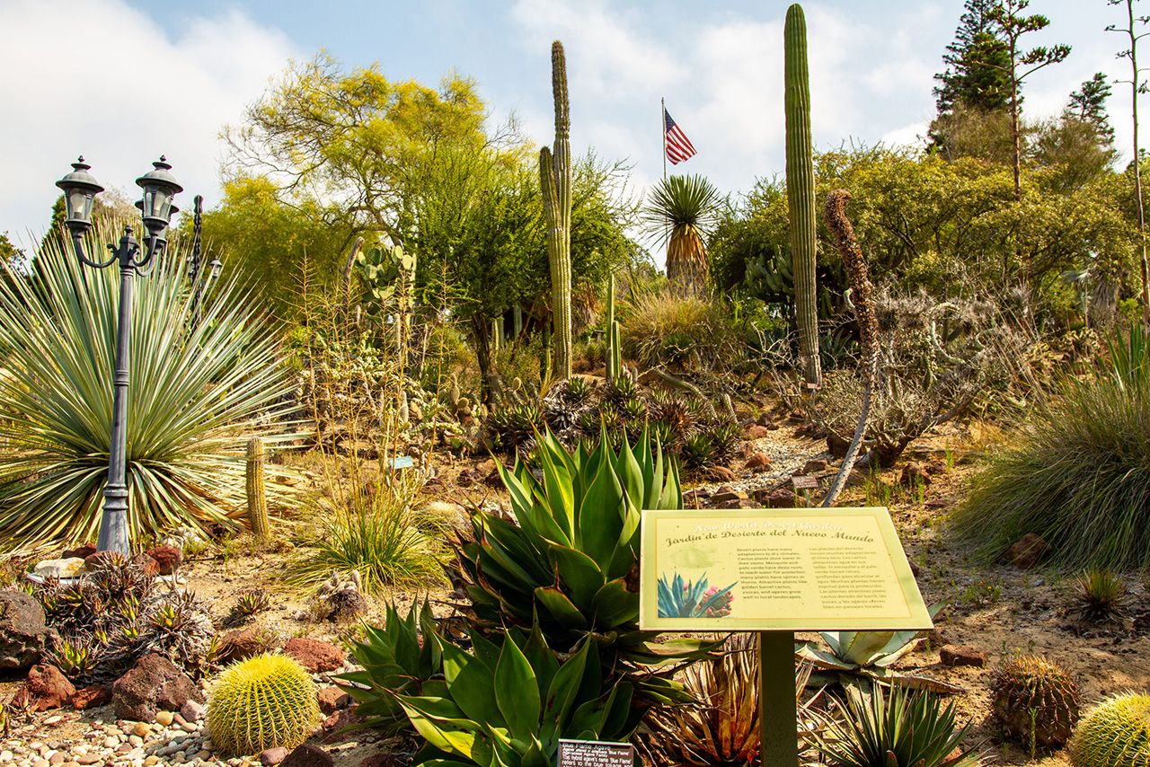 New World Desert Garden at  Bamboo Pond at San Diego Botanic Garden