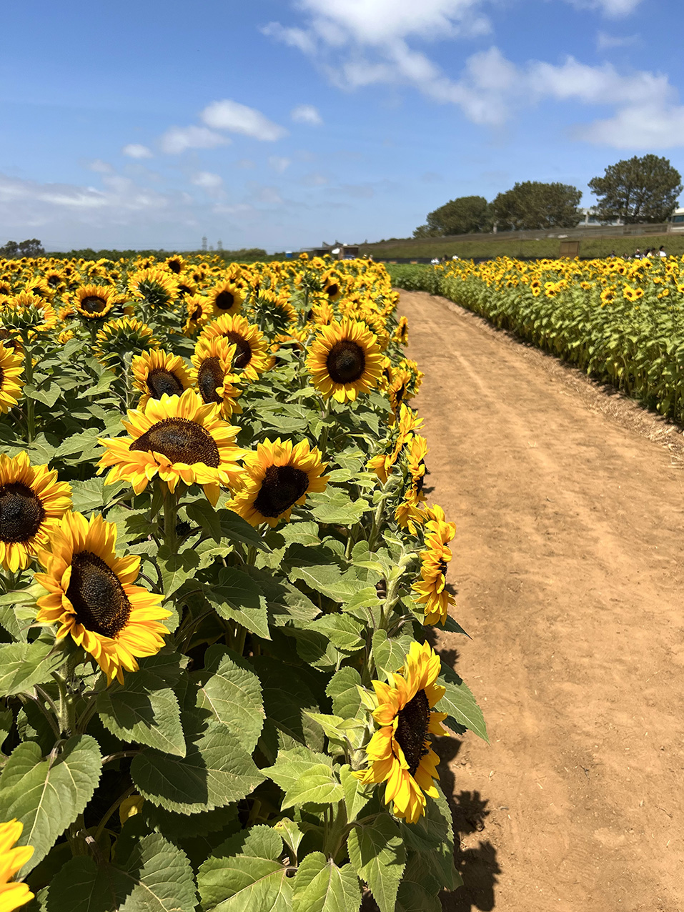 Sea of Sunflowers in Full Bloom at The Flower Fields
