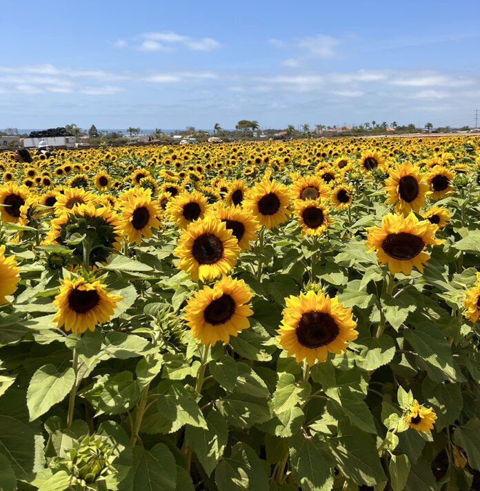 Sea of Sunflowers in Full Bloom at The Flower Fields