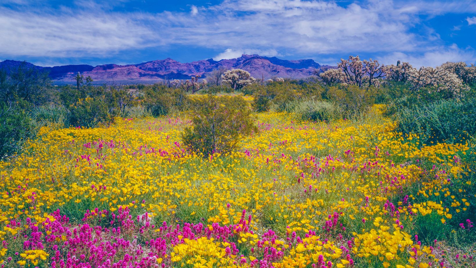 Wildflowers in Arizona