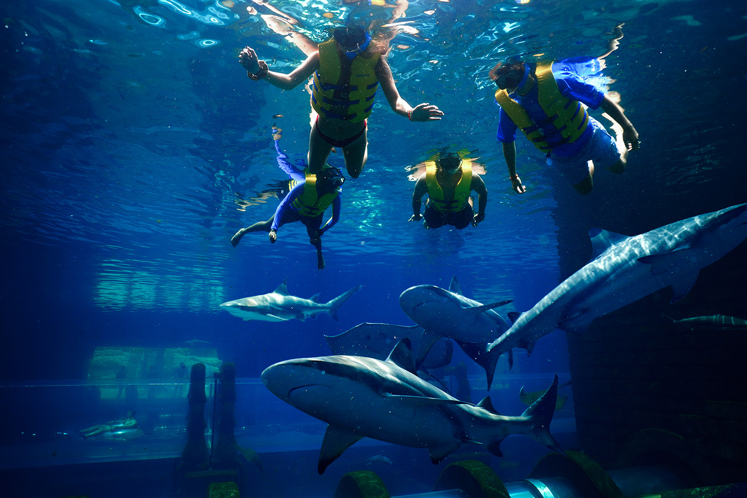 SNAP TASTE | Dive into an Ocean Adventure: Atlantis Dubai Presents Shark  Week