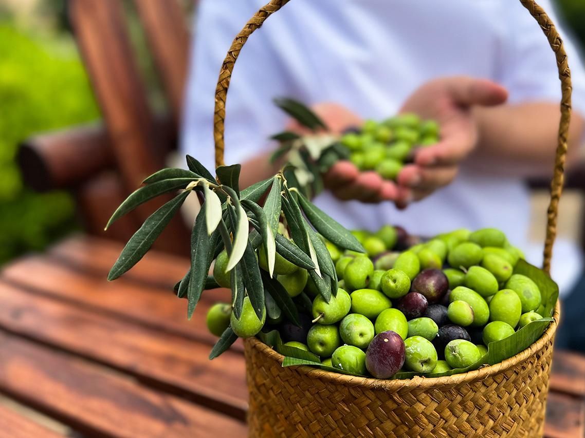 Al Jabal Al Akhdar Olive Harvest Festival - olives