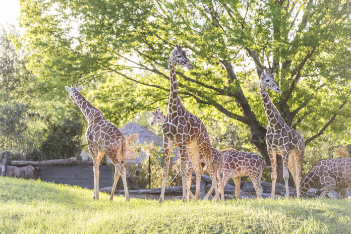 Fort Worth Zoo African Savanna