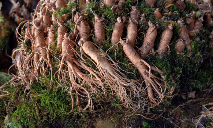 Korean ginseng