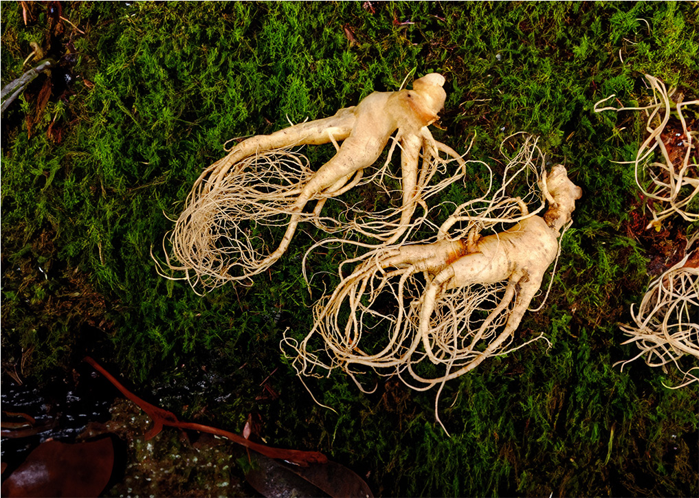 Korean ginseng 