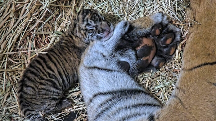 Birth of Sumatran Tiger Cubs at San Diego Zoo Safari Park