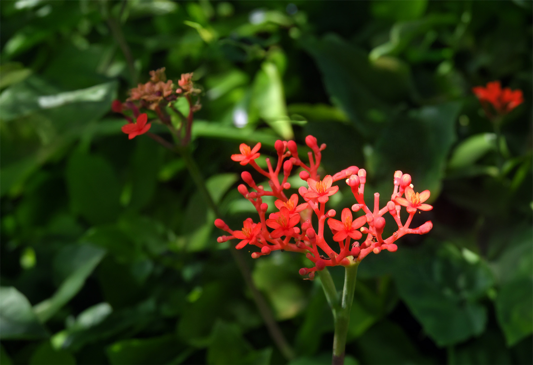 Korean red ginseng flower