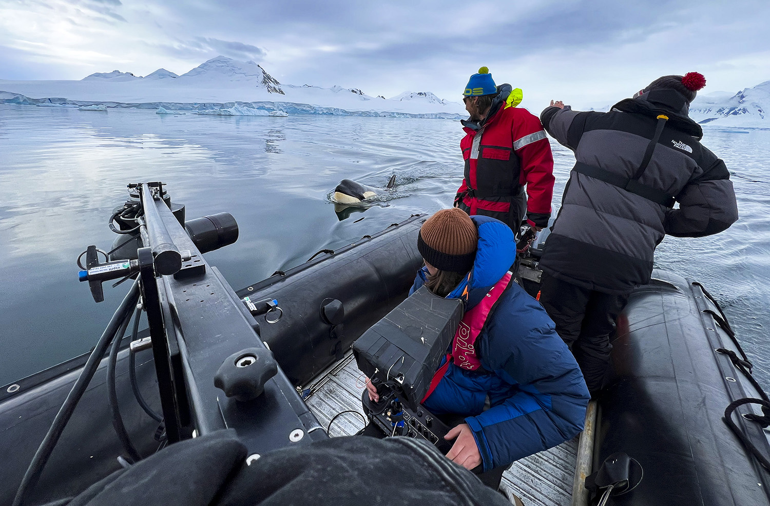 Tom Walker operating the gimbal camera as a killer whale swims past the boat.