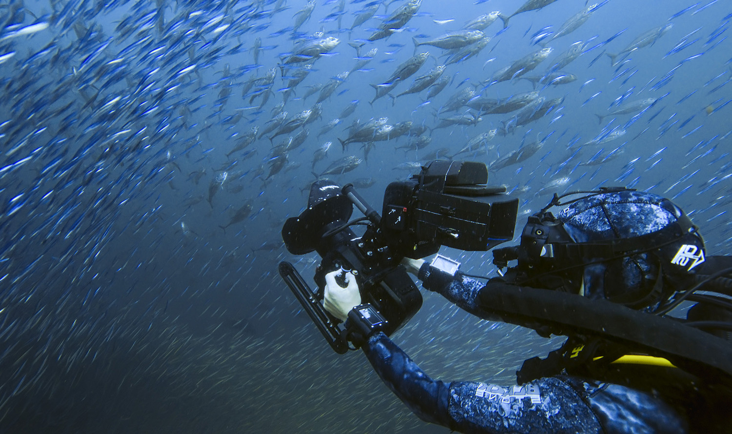 Bertie Gregory swimming through a shoal of fish.