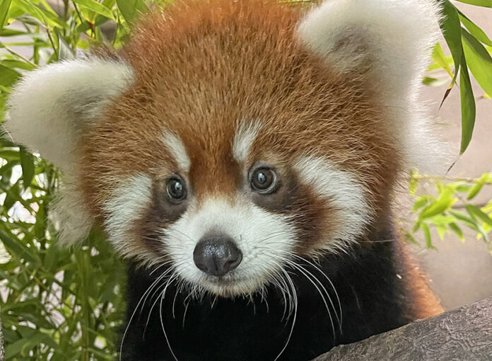 Pavitra: The First Red Panda Cub Born at San Diego Zoo in 17 Years