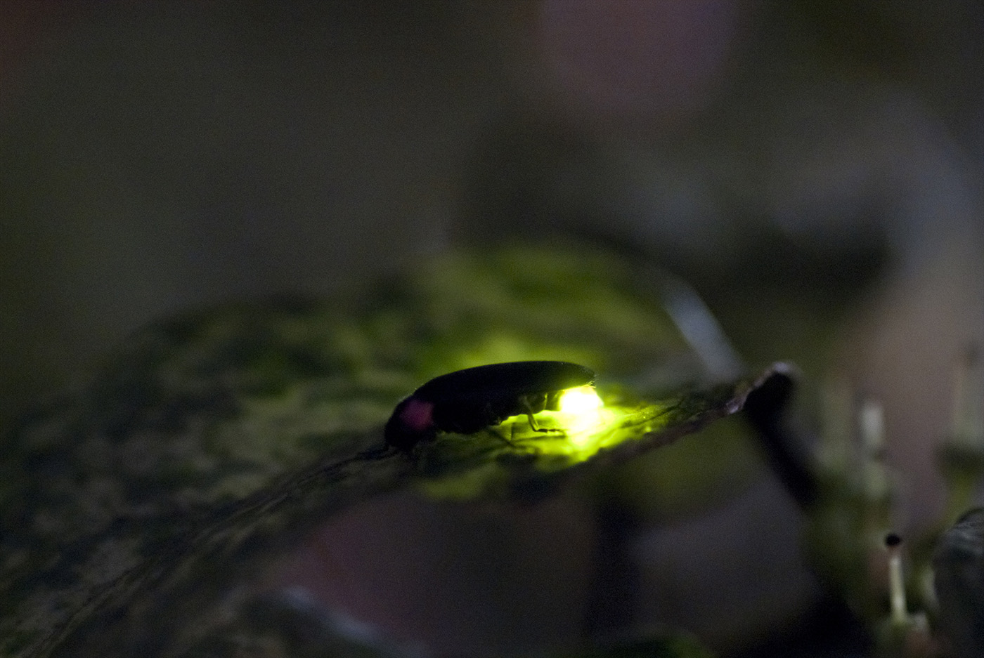 Firefly at Yuyake Koyake Fureai no Sato