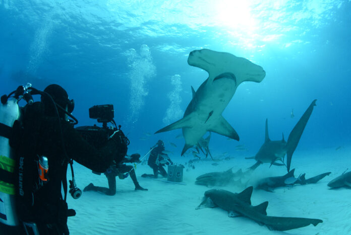 A Hammerhead shark swims over the crew.