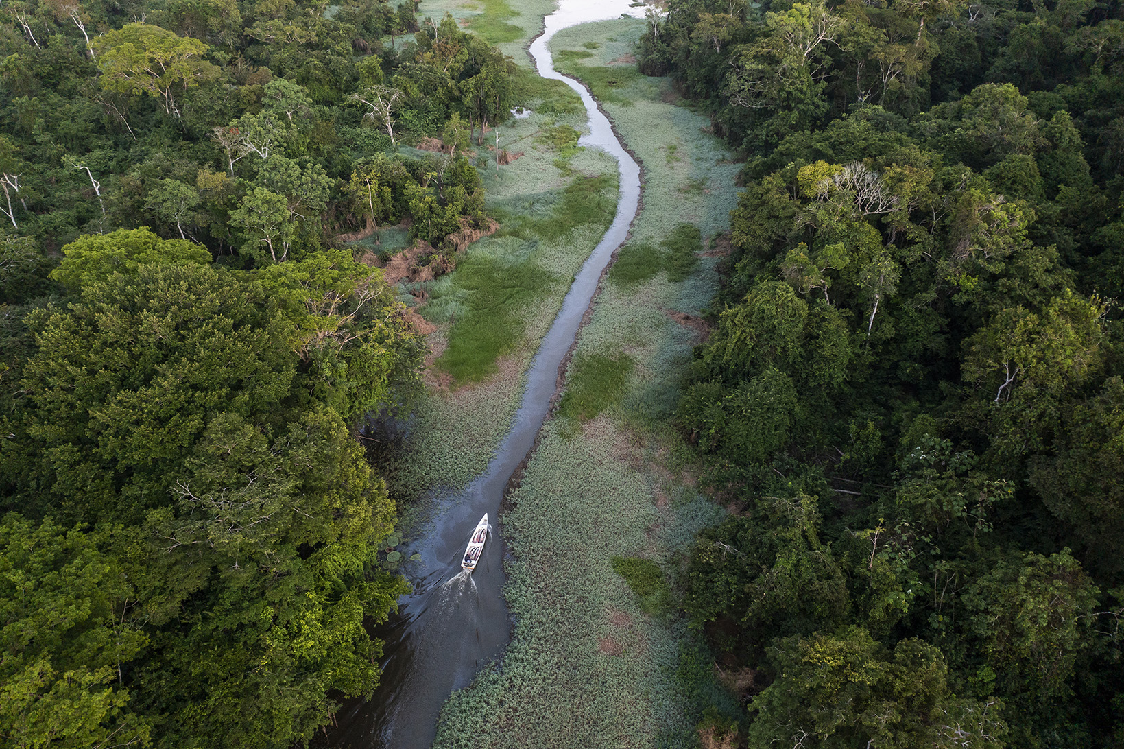 A fisherman transports arapaimas near Lago Serrado, a community on the Juruá River, a tributary of the Amazon. 