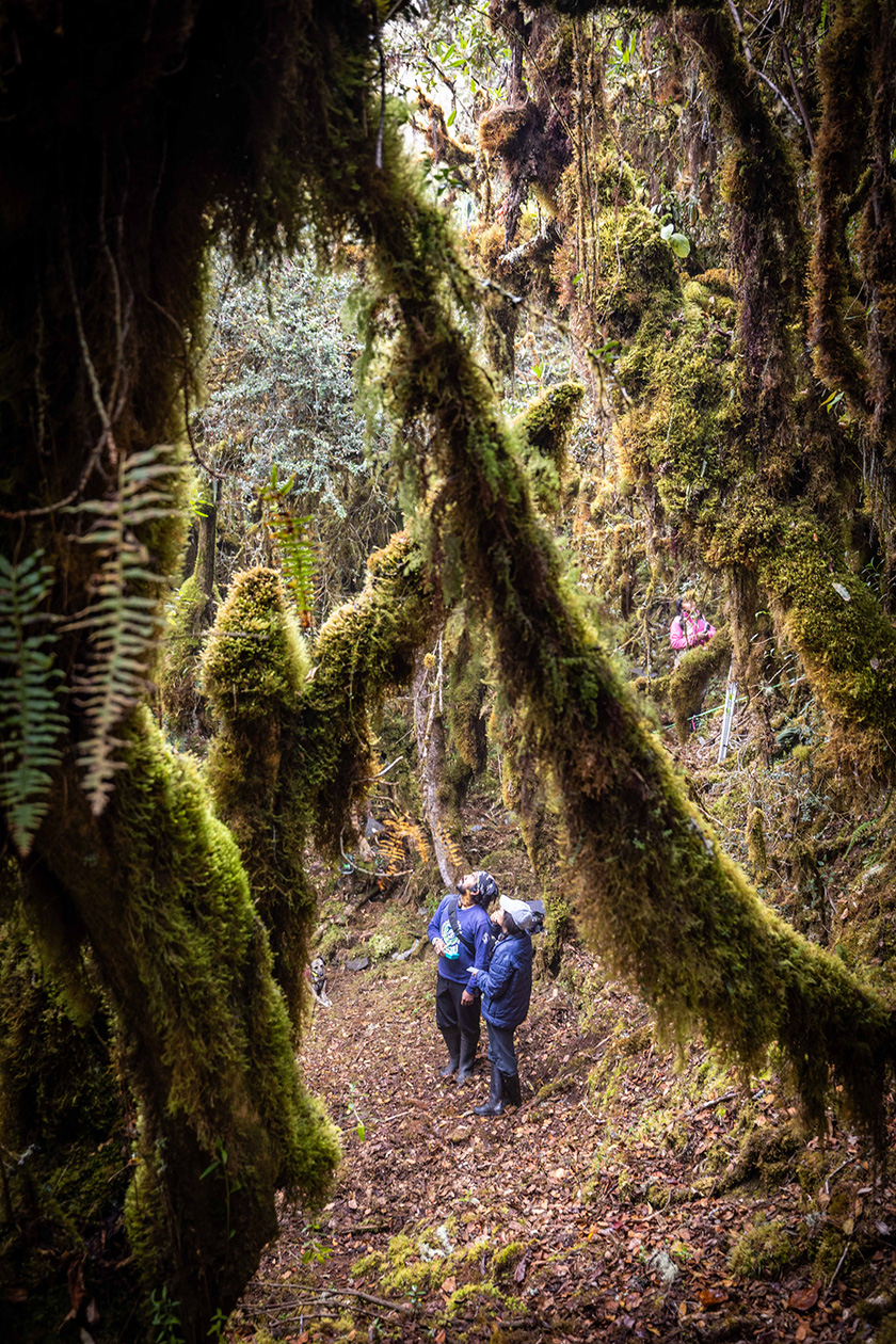 National Geographic Explorer Ruthmery Pillco Huarcaya and her team check camera traps to study Andean bears in the cloud forest.