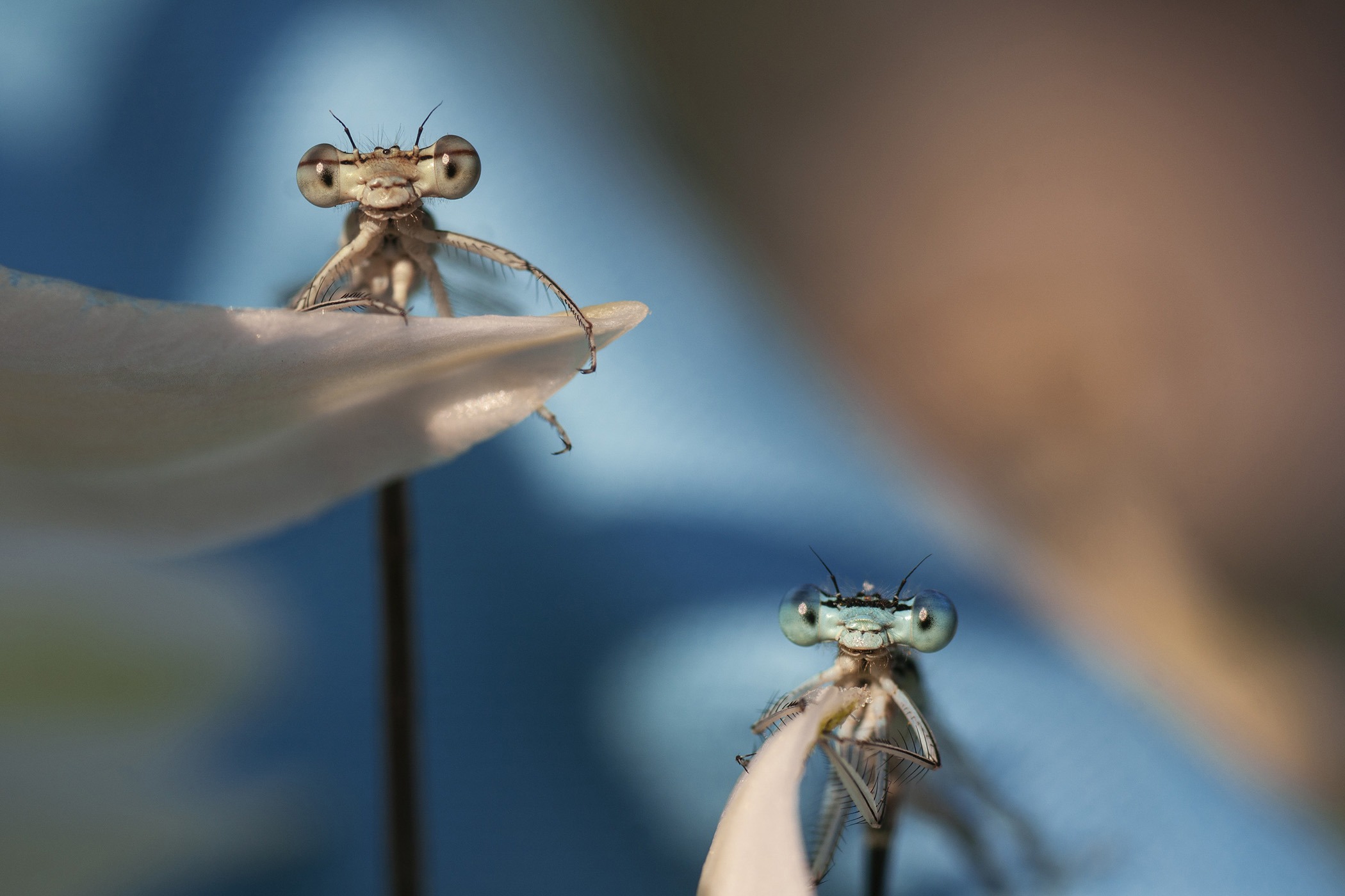 Two damselflies rest on a flower.