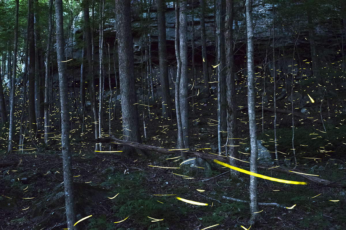 Common eastern fireflies light the forest at twilight.