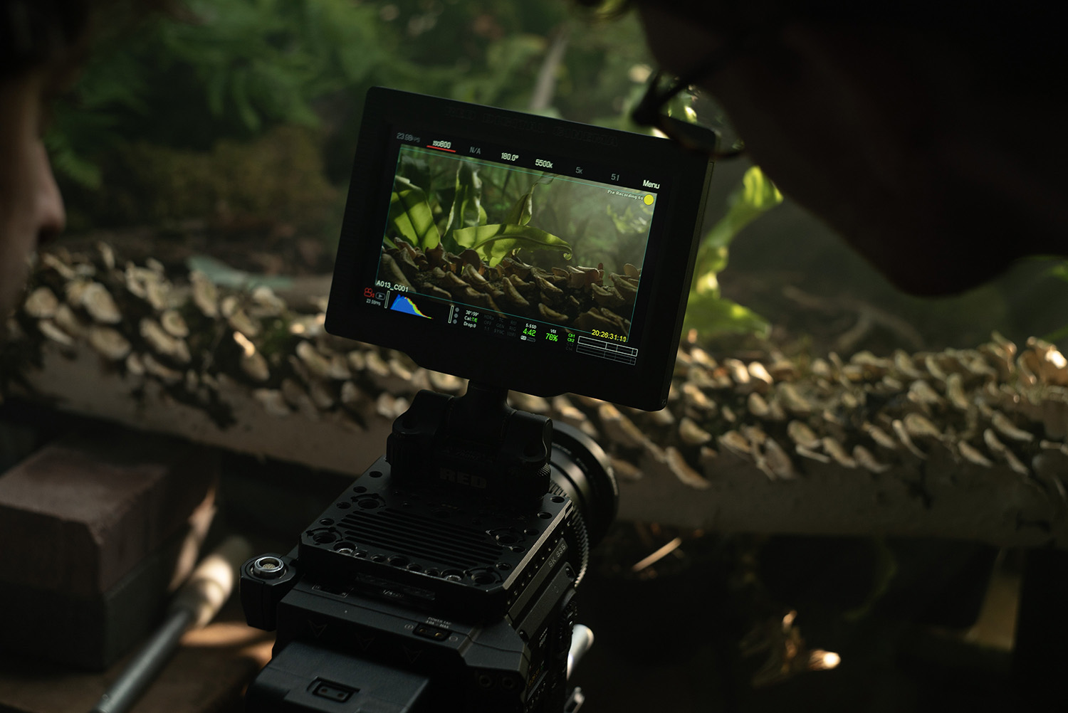 Shooting researcher Oliver Halsey and assistant producer Euan McDonald Smith look at a screen during a studio shoot for the "Love In The Forest" episode of "A Real Bug's Life."