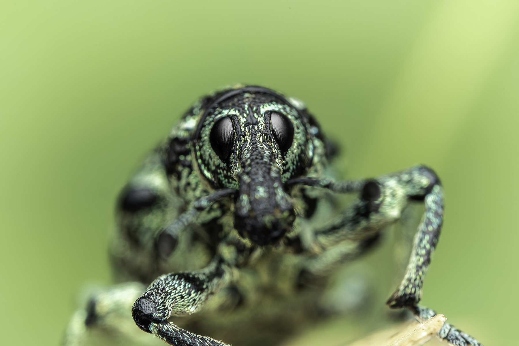 A botany bay weevil standing on a twig is pictured in a close-up portrait during a shoot for the "Tiny Heroes Down Under" episode of "A Real Bug's Life" in Australia.