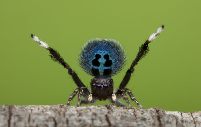 A peacock spider is pictured displaying while standing on a branch during an outback shoot in Kuranda, Australia for the 