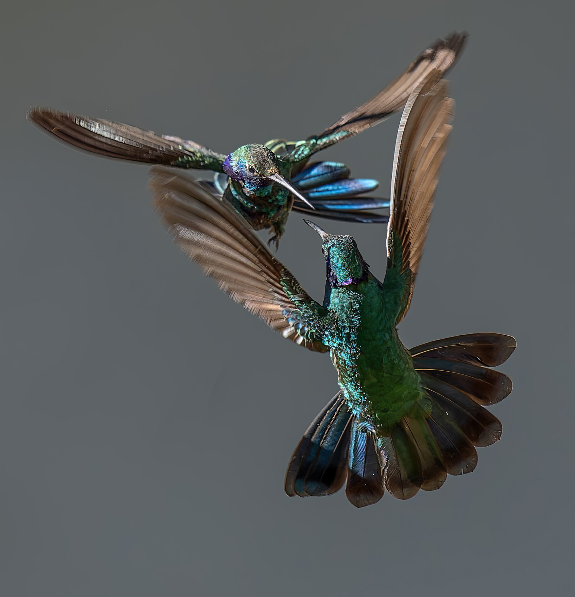 Efrain Sueldo, United States, Shortlist, Professional competition, Wildlife & Nature, 2025 Sony World Photography Awards